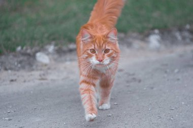 altın gözlü ve beyaz pençeleri ile kırmızı kabarık köy kedisi bulutlu bir güne doğru kırsal bir yol boyunca çalışır
