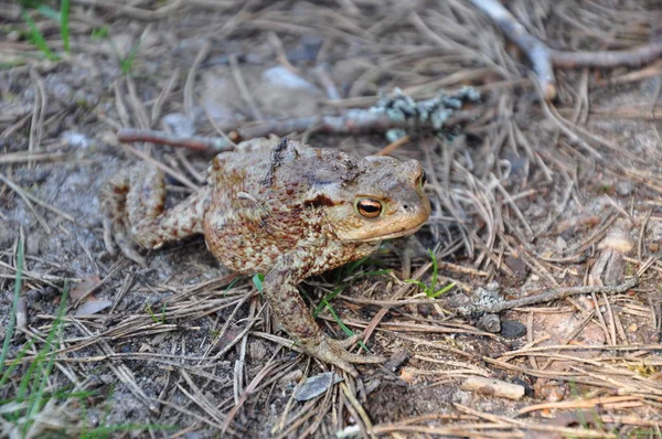 Grand Crapaud Dans Forêt Conifères — Photo