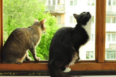 iki kedi pencereden dışarı bakmak
