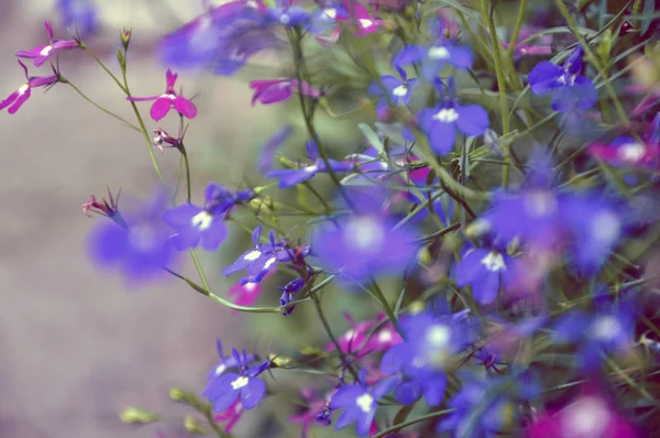 delicate purple and pink city flowers