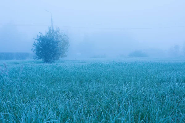 Yeşil Çimenler Soğuk Bir Sabah Ekimde Kırağı Kaplamış — Stok fotoğraf