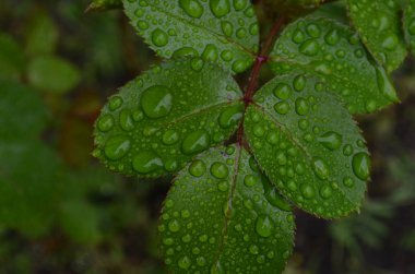 gül yaprakları üzerinde büyük yağmur damlaları