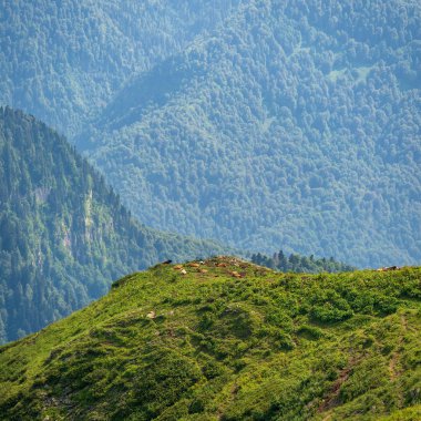 İnekler dağ yamacında otlatmak. Krasnaya Polyana, Soçi, Kafkasya, Rusya Federasyonu.