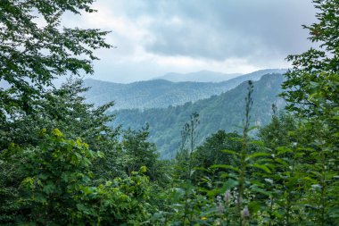 Ormandan gelen yeşil dağların manzarası. Krasnaya Polyana, Rusya Federasyonu