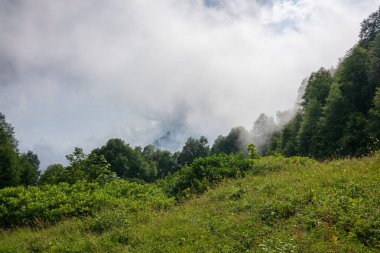 Bulutlar ve yoğun sis içindeki yeşil ormanın kıyısında. Sisin içinden dağları görebilirsin..