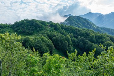 Ağaçların arasından yeşil yaprak döken ormanlarla kaplı dağların sisli yamaçlarını görüyorum. Krasnaya Polyana, Rusya
