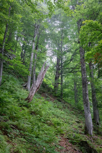 Fern Ile Yeşil Ormandaki Hafif Sis — Stok fotoğraf