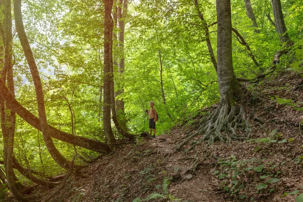 Boy Traveler Backpack Trekking Poles Walks Trail Dense Green Forest — Stock Photo, Image