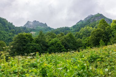Dağlar yeşil çayır arkasında kayalık zirveleri ile. Çevre koruma. Arka plan seyahat. Kafkasya, Rusya Federasyonu