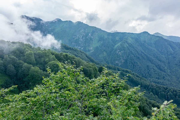 Bosque Ladera Verde Montaña Niebla Rocky Ridge Detrás Protección Ambiental — Foto de Stock