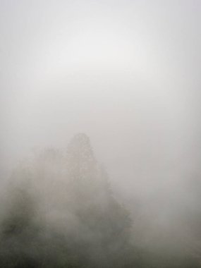 Çok kalın bir sis ağaçlarda. Ağaçlarının silhouettes sis nedeniyle kötü görülebilir