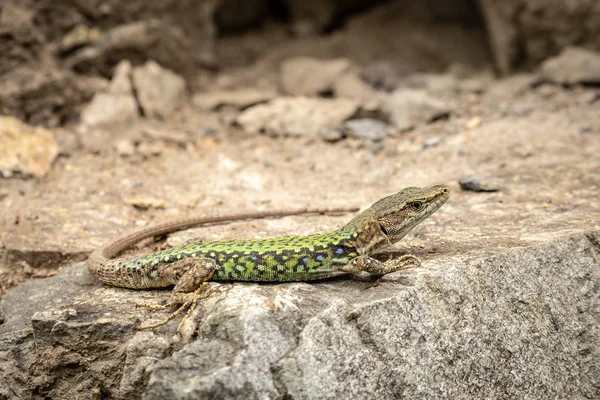 Kertenkele Lacerta viridis güneşin altında bir taş oturur. Arka plan kertenkele taş yakın çekim. Arka plan bir kertenkele ayrıntılı resmini.