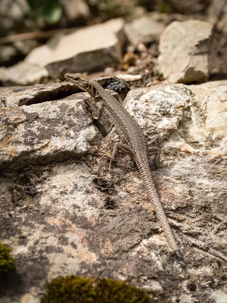 Lagarto Rochoso Castanho Lat Lacerta Saxicola Com Uma Cauda Partida — Fotografia de Stock