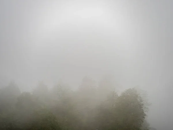 Árboles Una Niebla Muy Espesa Las Siluetas Los Árboles Son — Foto de Stock