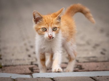 Küçük sokak kedileri mi baktılar gitmek önde. Zencefil yavru kedi beyaz göğüsler ve beyaz pençeleri ile