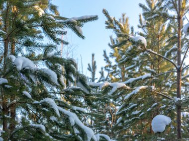 Yeşil Çamın dalları ile mavi gökyüzü kar ile kaplı iğneler,