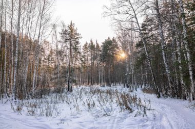 Genç pines ve ağaç kış ormanın içinde güneşin batımında yaktı.