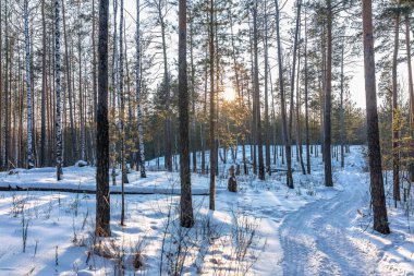 Genç pines ve ağaç kış ormanın içinde güneşin batımında yaktı. Orman karlı yol