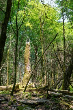 Kırık ağaç ile parlak güneş tarafından aydınlatılmış Moss yeşil ormanın içinde büyümüş