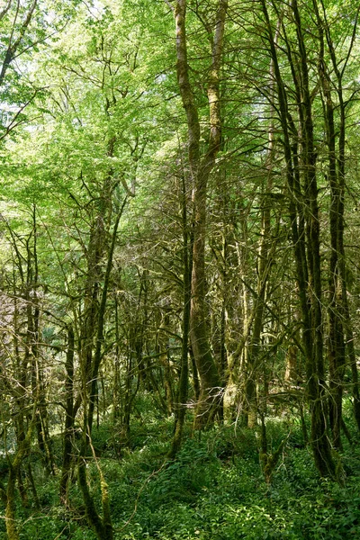 Das Grün Des Waldes Einem Sonnigen Tag Buchsbaumhain — Stockfoto