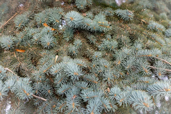 Green Fir Branches Winter Background Image — Stock Photo, Image