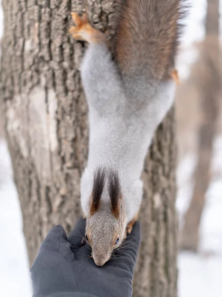 松鼠在冬天吃坚果从棕榈 它的后腿在树上休息 — 图库照片