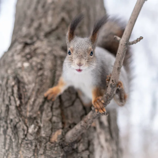 A squirrel is about to jump from a tree branch. Squirrel funny posing on a tree branch at winter.