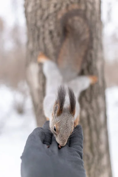 Ardilla Invierno Comiendo Nueces Palma Con Las Patas Traseras Apoyadas —  Fotos de Stock