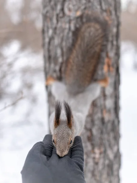 Σκίουρος Χειμώνα Τρώει Ξηρούς Καρπούς Από Την Παλάμη Οπίσθια Πόδια — Φωτογραφία Αρχείου