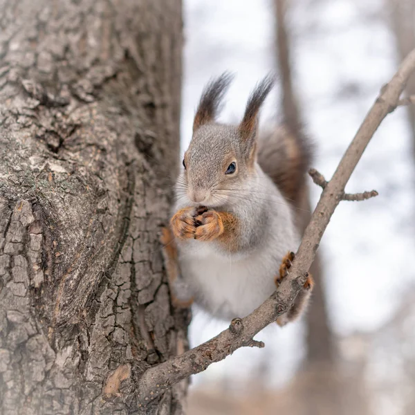 Wiewiórka Jedzenie Orzechów Zabawne Rozprzestrzenia Się Jej Nogi Drzewie — Zdjęcie stockowe
