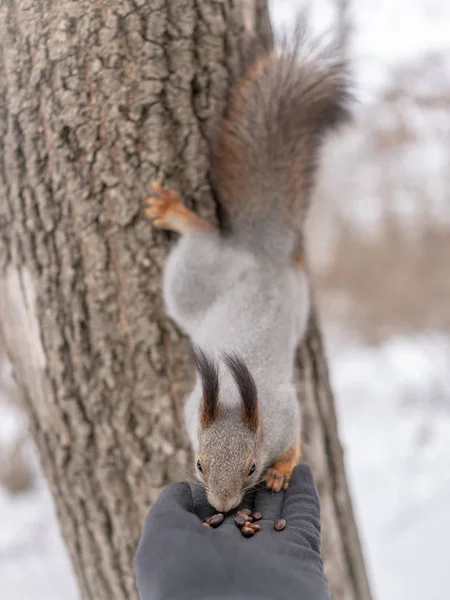 Esquilo Inverno Comendo Nozes Palma Mão Com Patas Traseiras Apoiadas — Fotografia de Stock