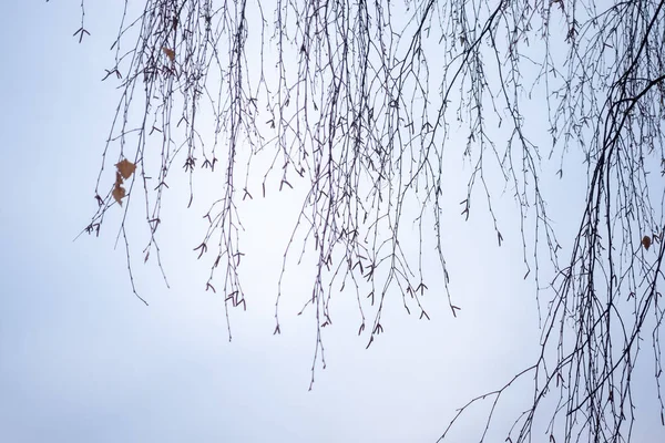 Ramos Finos Vidoeiro Sem Folhas Inverno Contra Céu Nublado Fundo — Fotografia de Stock