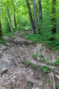 Dağın kayalık yamaç yeşil ağaçlarıyla çevrili kireçtaşı yapılır.