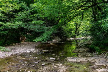 Yoğun bir yeşil yaprak döken orman taşlı bir kanalda nehir akar.