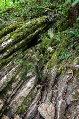 Yeşil orman kireçtaşı kayalıklarla üzerinden küçük bir dere akar.