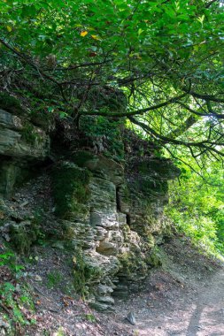 Kireç yeşil orman tarafından çevrili katmanlı yapısı ile kaya