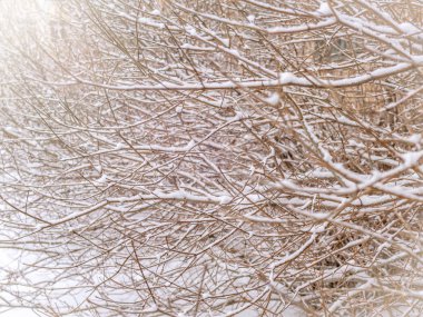 Çalılar çıplak dallarında taze beyaz karla kaplı. Alan arka plan kopyalama