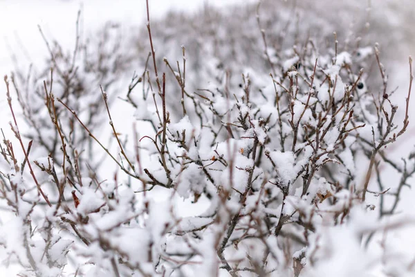 Thorny branches of trimmed bushes are covered with fresh snow. Copy space background