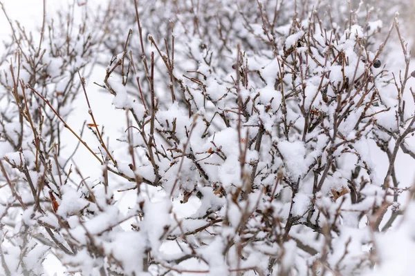 Las Ramas Espinosas Los Arbustos Recortados Están Cubiertas Nieve Fresca —  Fotos de Stock