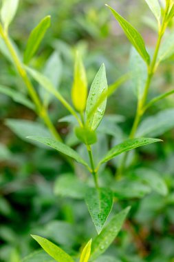 Genç yeşil yaprakları damla yağmur sonra. Arka plan resmi.