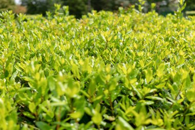 Genç yeşil yaprakları damla yağmur sonra. Arka plan resmi.