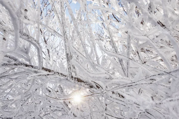 Gałęzie Drzewa Zimą Pokryte Śniegiem Mrozem Słoneczny Dzień Tło Miejsca — Zdjęcie stockowe