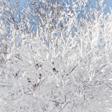 Kışın ağaçların dalları güneşli bir günde kar ve buzla kaplıdır. Donmuş ağaç dalları. Sihirli beyaz arkaplan.