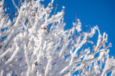 Ağaç dalları kışın güneşli bir günde kar ve buz ile kaplı. Ağaç dalları donmuş. Arka plan kopya alanı ile. Sihirli beyaz arka plan.