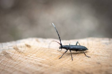 Böceği büyük meşe karakeçi - Cerambyx Cerdo ağaca taze bir kesim üzerinde oturur. Böceği oduncu