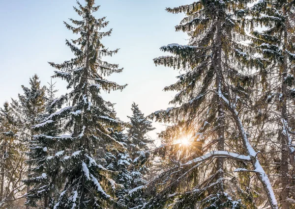 Winter sun through the snow-covered fir branches. Winter fir forest.