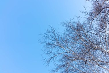 Mavi gökyüzü karşı bir açık kış gününde bir huş ince dalları... Arka plan kopya alanı ile.