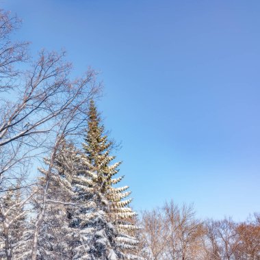 Mavi gökyüzü karşı bir açık kış gününde taze karla kaplı çam ağaçlarının en fazla... Alan arka plan kopyalama