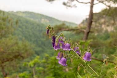 Çan çiçeği ortasında dağlar ve gökyüzü günbatımı güneş tarafından yaktı,
