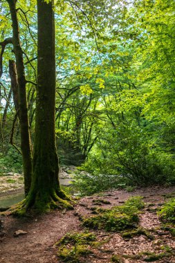 Gün batımı sırasında dağ günbatımı ormanın içinde. Batan güneşin ışınları ve yeşil bitki örtüsü geçmek.